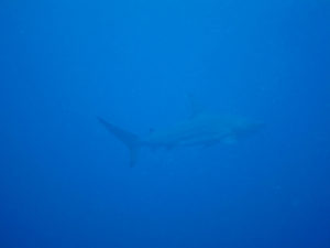沖縄　ダイビング　万座のサメ