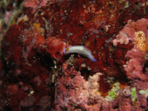 沖縄　慶良間　チービシ　ラビリンス　神山島　ダイビング　ファンダイビング　FUNダイビング