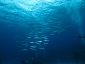 沖縄　慶良間　チービシ　ラビリンス　神山島　ダイビング　ファンダイビング　FUNダイビング