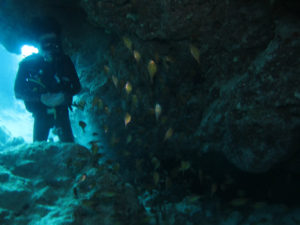 沖縄　慶良間　チービシ　ラビリンス　神山島　ダイビング　ファンダイビング　FUNダイビング