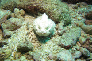 沖縄　北谷　砂辺　ファンダイビング　ダイビング　ビーチダイビング