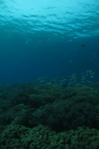 沖縄　北谷　砂辺　ファンダイビング　ダイビング　ビーチダイビング