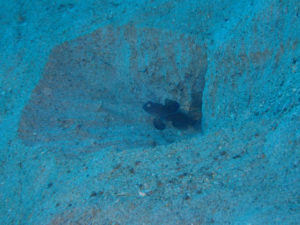 沖縄　本島近海　ダイビング　ファンダイビング　嘉手納沖　