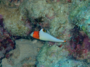 沖縄　本島近海　ダイビング　ファンダイビング　嘉手納沖　