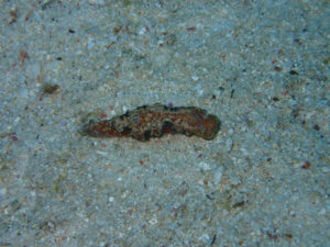 沖縄　慶良間　チービシ　ラビリンス　神山島　ダイビング　ファンダイビング　FUNダイビング