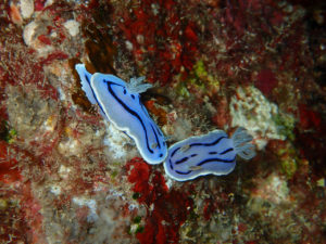 沖縄　慶良間　チービシ　ラビリンス　神山島　ダイビング　ファンダイビング　FUNダイビング