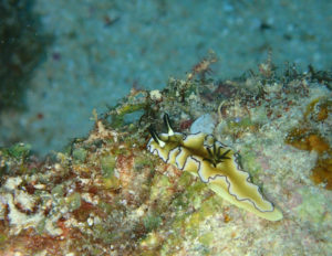 沖縄　慶良間　チービシ　ラビリンス　神山島　ダイビング　ファンダイビング　FUNダイビング