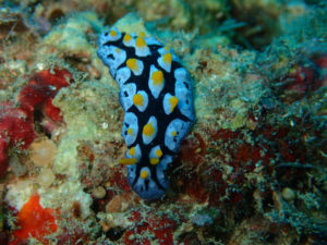 沖縄　ダイビング　AOW