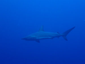 沖縄　万座　恩納村　ダイビング　ファンダイビング