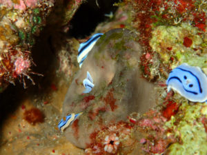 沖縄　万座　恩納村　ダイビング　ファンダイビング