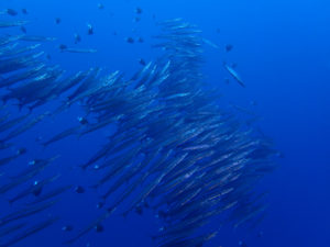 沖縄　万座　恩納村　ダイビング　ファンダイビング