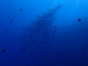 沖縄　万座　恩納村　ダイビング　ファンダイビング