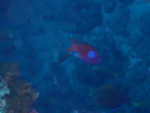 沖縄　万座　恩納村　ダイビング　ファンダイビング