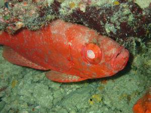 沖縄　万座　恩納村　ダイビング　ファンダイビング