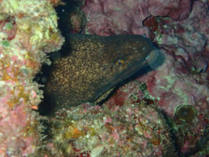 沖縄　万座　恩納村　ダイビング　ファンダイビング