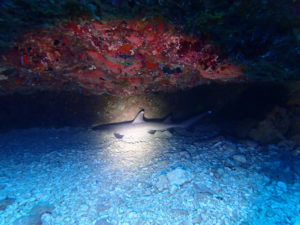 沖縄　万座　恩納村　ダイビング　ファンダイビング