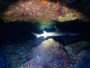 沖縄　万座　恩納村　ダイビング　ファンダイビング