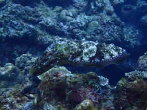 沖縄　万座　恩納村　ダイビング　ファンダイビング