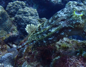 沖縄　万座　恩納村　ダイビング　ファンダイビング