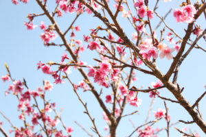 沖縄　本部　ゴリラチョップ　崎本部　ダイビング　体験ダイビング　ビーチダイビング