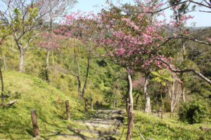 沖縄　本部　ゴリラチョップ　崎本部　ダイビング　体験ダイビング　ビーチダイビング