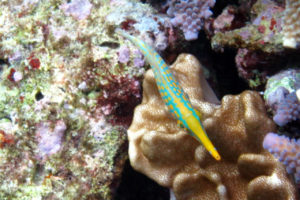 沖縄　宜野湾　ダイビング　講習　ボートダイビング　AOW