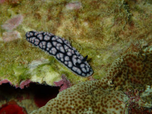 沖縄　宜野湾　ダイビング　講習　ボートダイビング　AOW