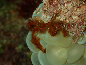 沖縄　宜野湾　ダイビング　講習　ボートダイビング　AOW