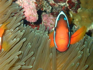 沖縄　宜野湾　ダイビング　講習　ボートダイビング　AOW