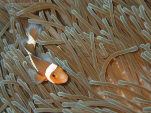 沖縄　宜野湾　ダイビング　講習　ボートダイビング　AOW