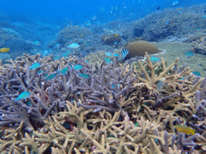 沖縄　宜野湾　ダイビング　講習　ボートダイビング　AOW