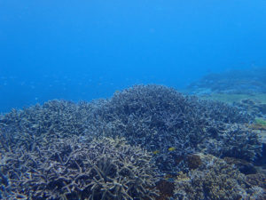 沖縄　宜野湾　ダイビング　講習　ボートダイビング　AOW