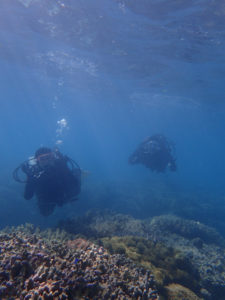 沖縄　本部　ゴリラチョップ　崎本部　ダイビング　体験ダイビング　ビーチダイビング