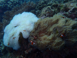 沖縄　宜野湾　ダイビング　講習　ボートダイビング　AOW