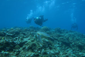 沖縄　慶良間　慶良間諸島　ダイビング　ファンダイビング　体験ダイビング　ボートダイビング