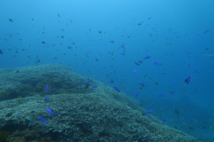 沖縄　慶良間　慶良間諸島　ダイビング　ボートダイビング　ファンダイビング