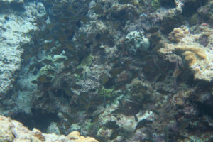 沖縄　ダイビング　慶良間　自社船　体験ダイビング