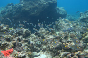 沖縄　ダイビング　慶良間　自社船　体験ダイビング