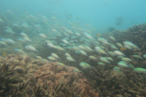 沖縄　那覇　NSP　那覇シーサイドパーク　ダイビング　ファンダイビング　ビーチダイビング