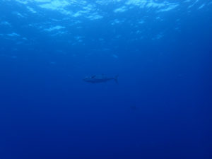 沖縄　北部　水納島　ダイビング　ボートダイビング　ファンダイビング