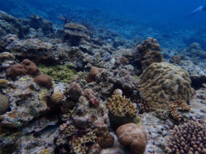 沖縄　ダイビング　慶良間　自社船　体験ダイビング