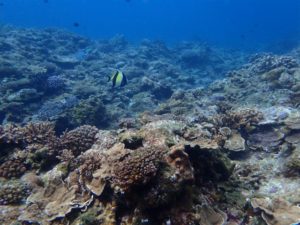 沖縄　ダイビング　慶良間　体験ダイビング