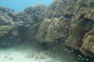 沖縄　ダイビング　ビーチ　体験ダイビング