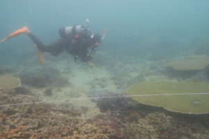沖縄　宜野湾　リーフチェック　ダイビング　サンゴ　