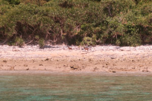 沖縄　ダイビング　慶良間　FUNダイビング　自社船