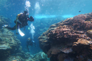 沖縄　慶良間　慶良間諸島　自社船　ダイビング　ボートダイビング　体験ダイビング　ファンダイビング