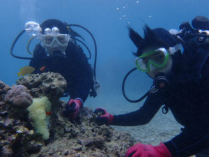 沖縄　本部　ゴリラチョップ　ダイビング　体験ダイビング