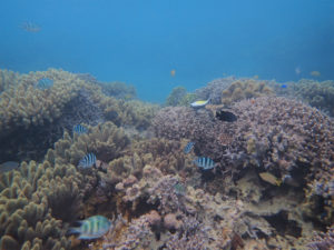 沖縄　本部　ゴリラチョップ　ダイビング　体験ダイビング