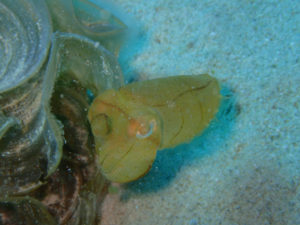 沖縄　ダイビング　コブシメの赤ちゃん