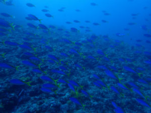 沖縄　ダイビング　慶良間　自社船　FUNダイビング　ドリフト